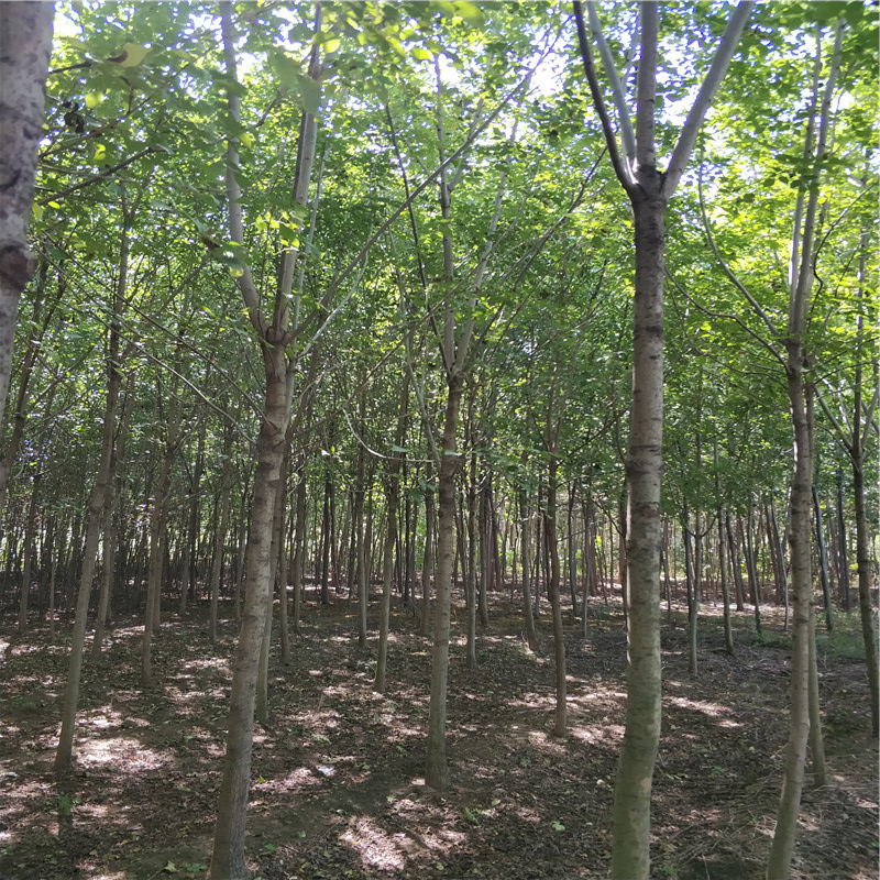 白蠟樹苗圖片/白蠟樹苗樣板圖 (4)