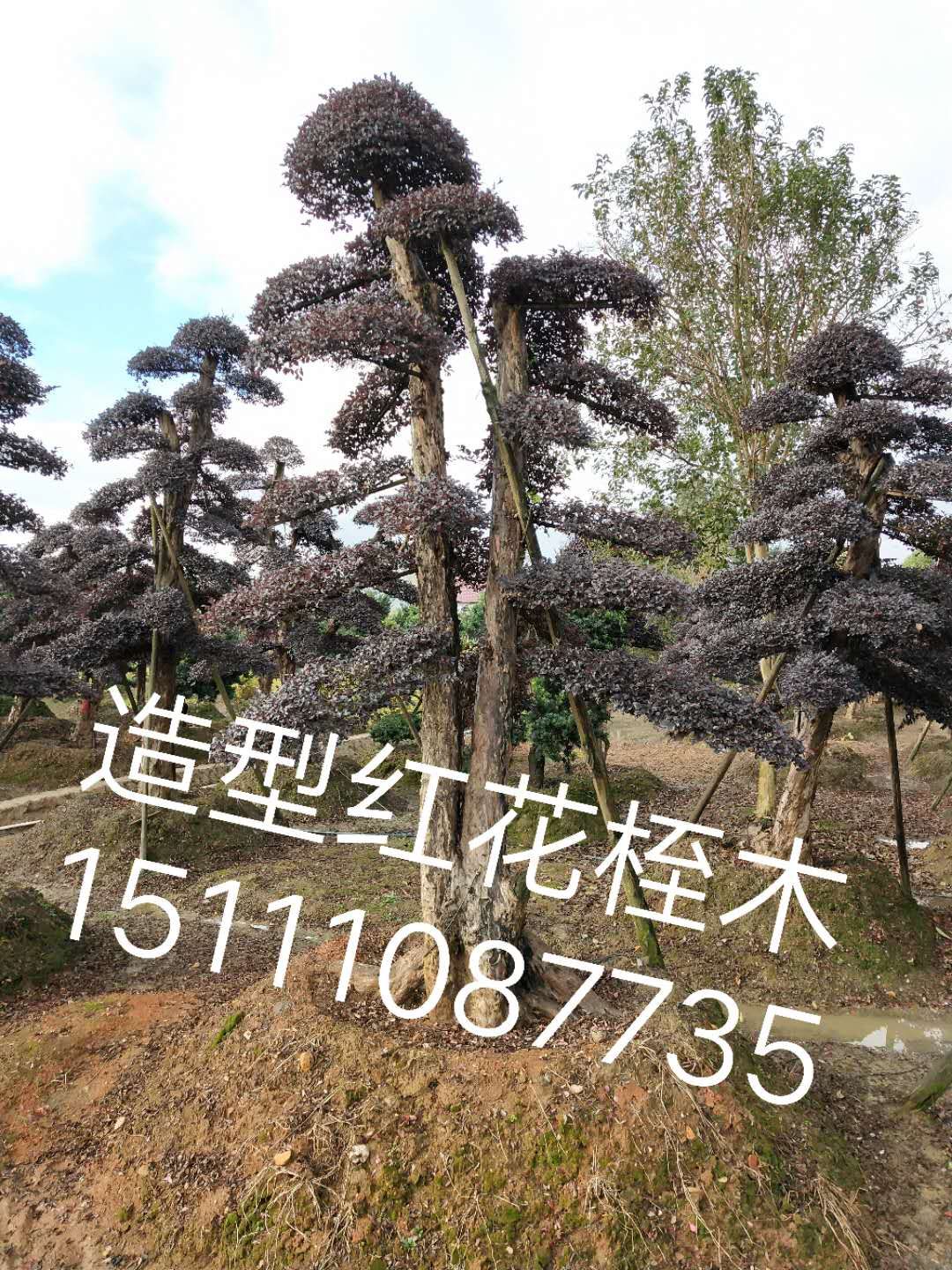 紅花繼木圖片/紅花繼木樣板圖 (1)
