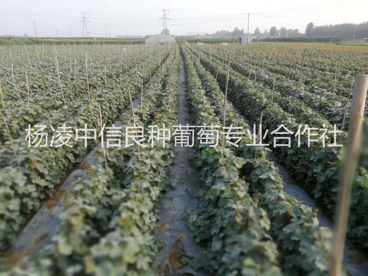 陽(yáng)光玫瑰葡萄圖片/陽(yáng)光玫瑰葡萄樣板圖 (3)