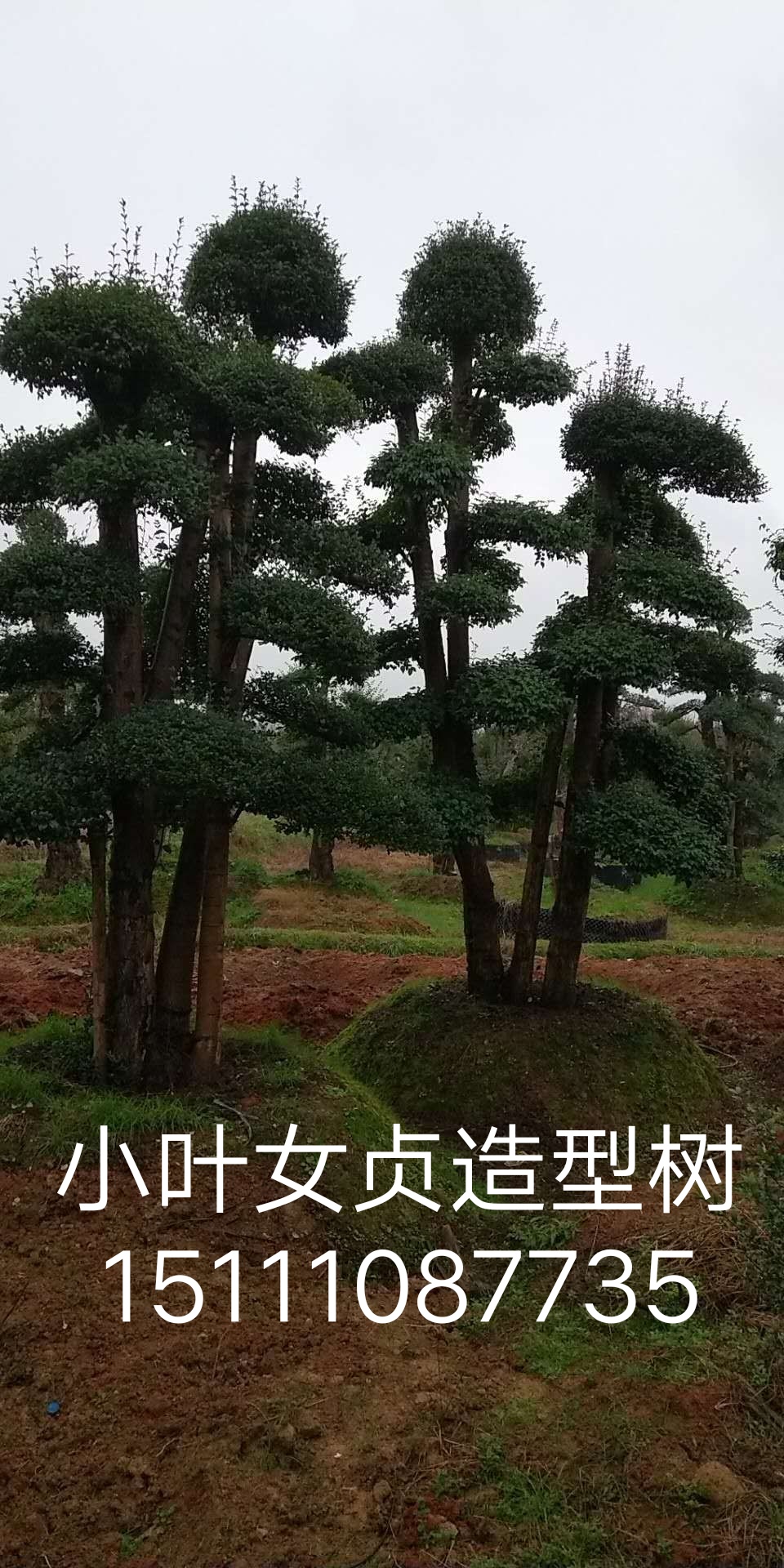 女貞造型圖片/女貞造型樣板圖 (2)