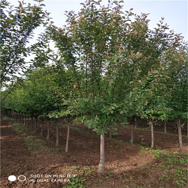 山東泰安7公分絢麗海棠基地圖片/山東泰安7公分絢麗海棠基地樣板圖 (4)