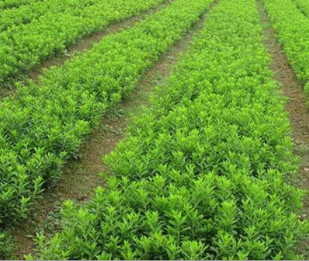 毛杜鹃毛杜鹃种植基地，毛杜鹃厂家直销，毛杜鹃直销，毛杜鹃价格，雨花区毛杜鹃基地，长沙毛杜鹃价格