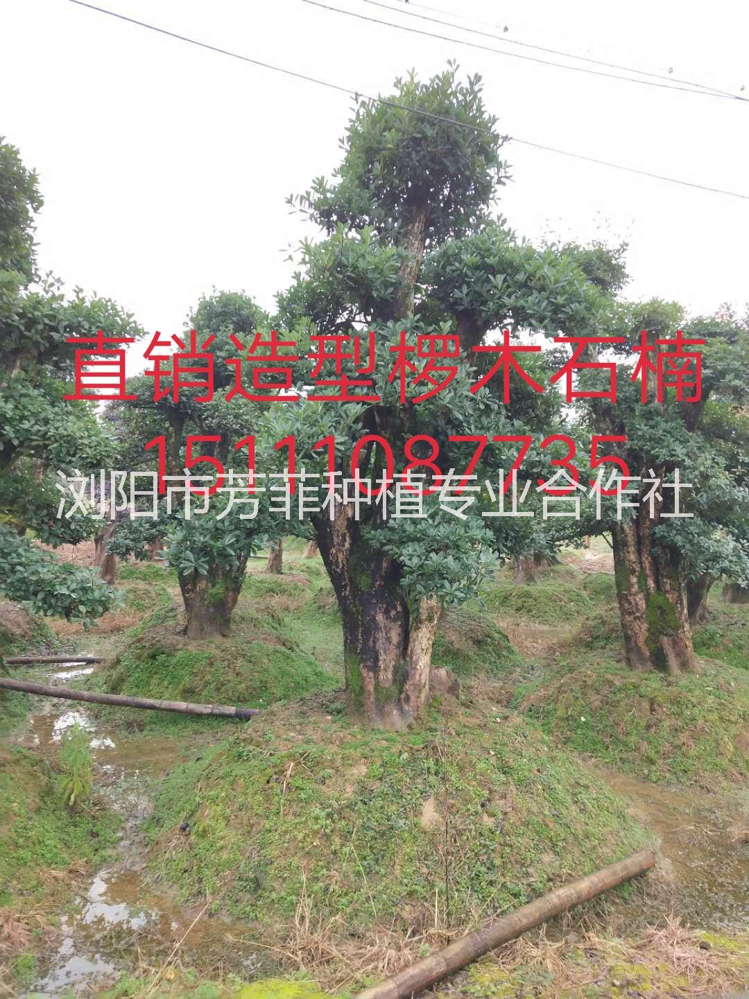 直銷造型欏木石楠 柞樹基地直銷 直銷造型欏木石楠 石楠樁基地直銷