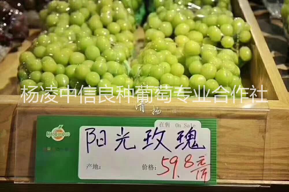 陽(yáng)光玫瑰葡萄苗圖片/陽(yáng)光玫瑰葡萄苗樣板圖 (1)