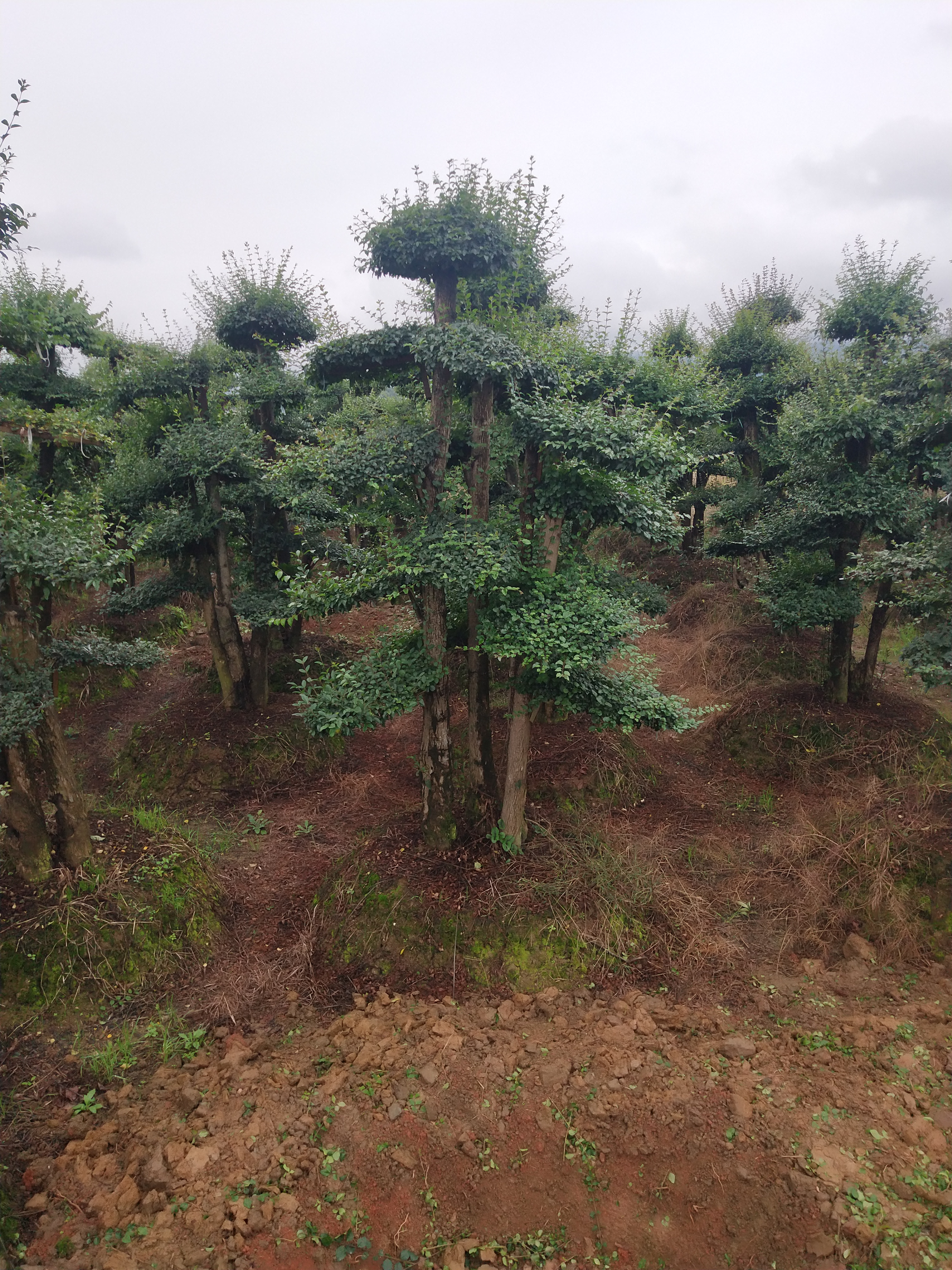 女貞造型圖片/女貞造型樣板圖 (3)