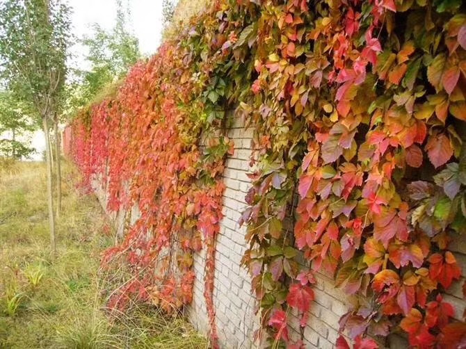 地錦圖片/地錦樣板圖 (2)