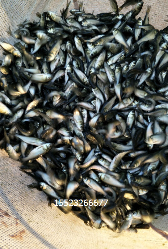 羅非魚圖片/羅非魚樣板圖 (3)