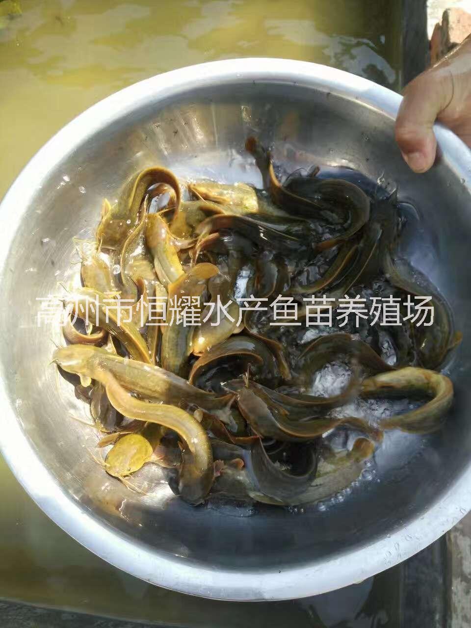 海安三亚琼海供应塘虱鱼苗草鱼大头鱼苗鲫鱼白鲳鱼苗等淡水鱼苗