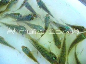 百色大量供应全雄性罗非鱼苗新吉富良种一号奥尼罗非鱼苗图片