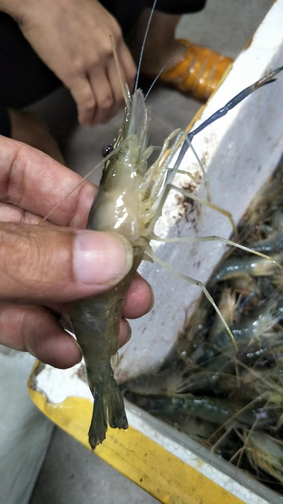花鰱圖片/花鰱樣板圖 (4)