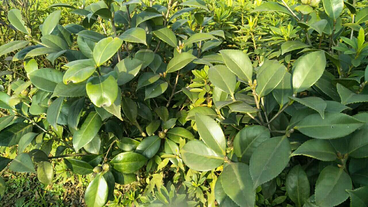 茶花，湖南郴州山茶花苗批發(fā)價(jià)，郴州山茶花苗種植基地，郴州山茶花苗供應(yīng)商