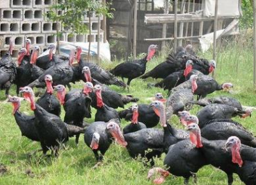 火雞苗圖片/火雞苗樣板圖 (3)