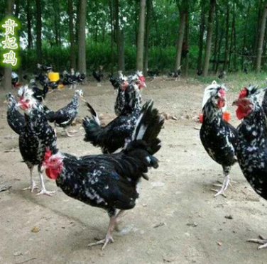 貴妃雞苗圖片/貴妃雞苗樣板圖 (2)