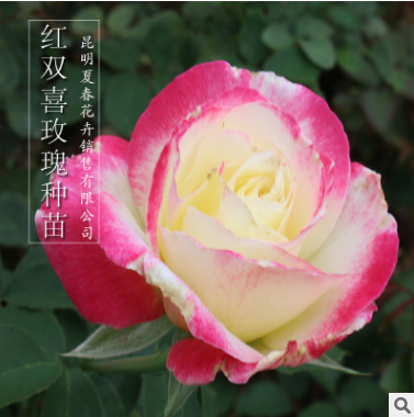 花卉種苗圖片/花卉種苗樣板圖 (1)