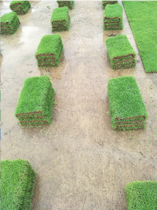 江苏草皮批发价格 陕西草皮行情 湖南草卷基地 惠州草卷报价 广东草 东莞草卷图片