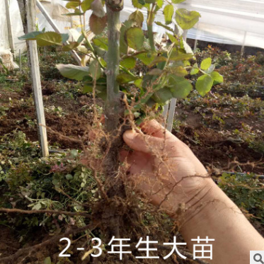 玫瑰花大苗報價圖片/玫瑰花大苗報價樣板圖 (3)