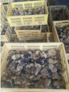 禽苗鴨苗圖片/禽苗鴨苗樣板圖 (3)