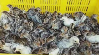 火雞苗圖片/火雞苗樣板圖 (4)