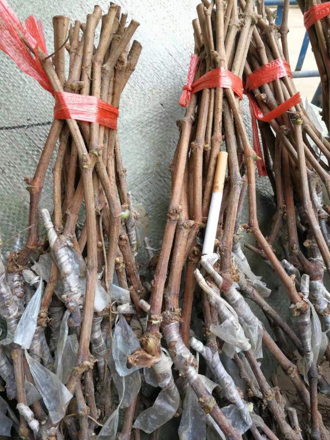 陽(yáng)光玫瑰圖片/陽(yáng)光玫瑰樣板圖 (1)