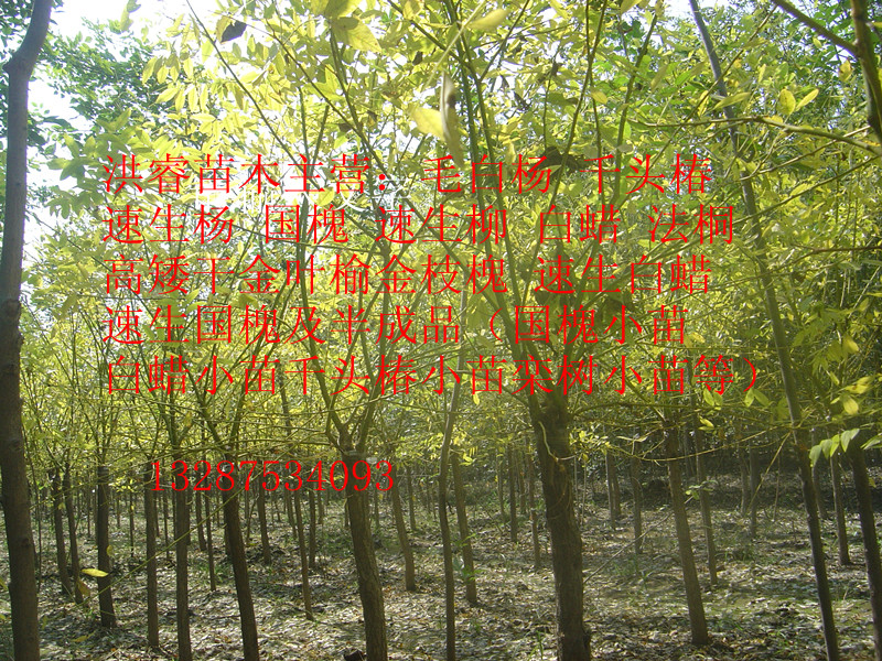 黃金槐圖片/黃金槐樣板圖 (1)