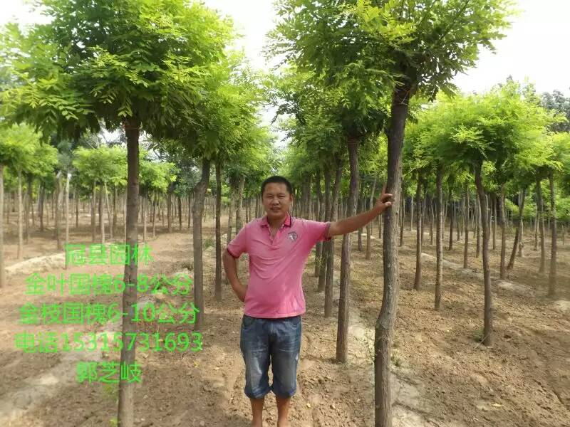 山東千頭椿圖片/山東千頭椿樣板圖 (2)