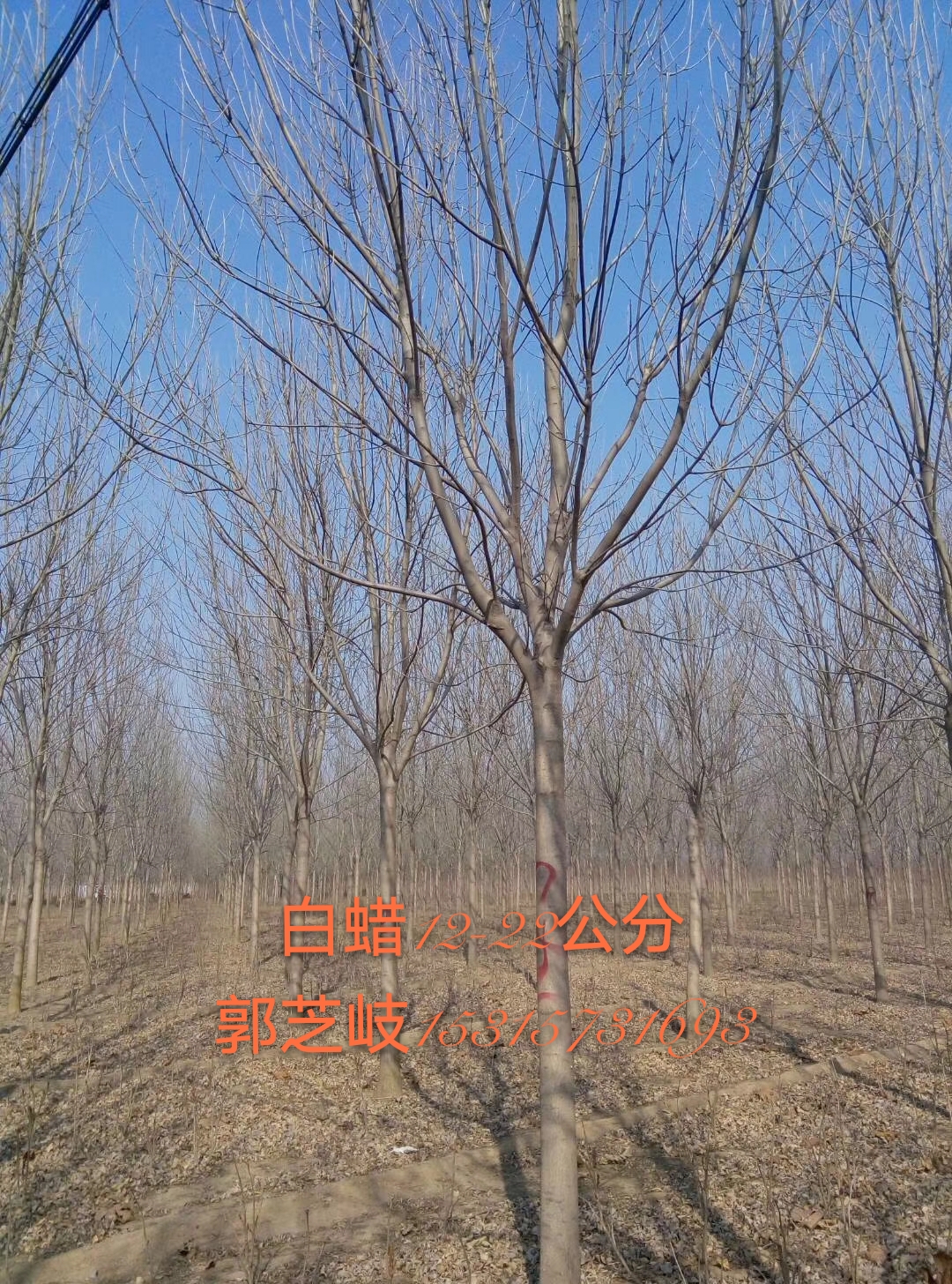 速生柳圖片/速生柳樣板圖 (4)