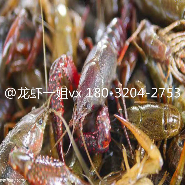 潛江小龍蝦龍蝦一姐水產(chǎn)品特價(jià)批發(fā)圖片