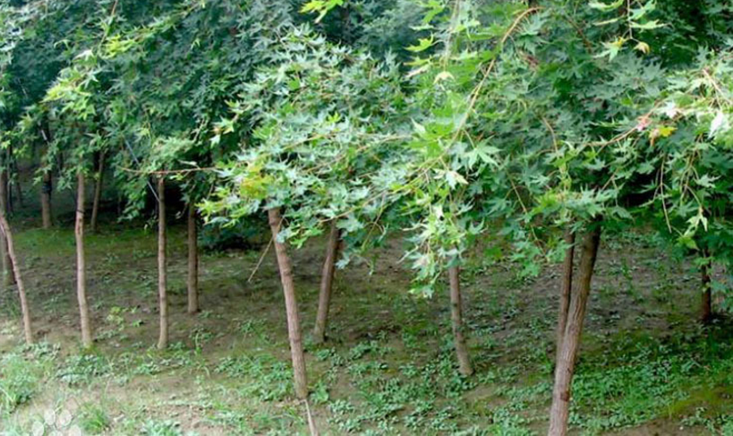 五角楓圖片/五角楓樣板圖 (3)