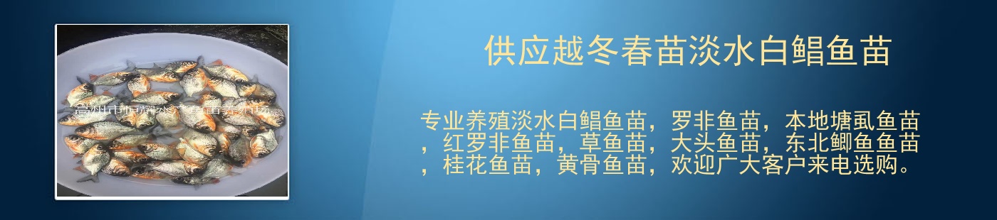 供应越冬春苗淡水白鲳鱼苗