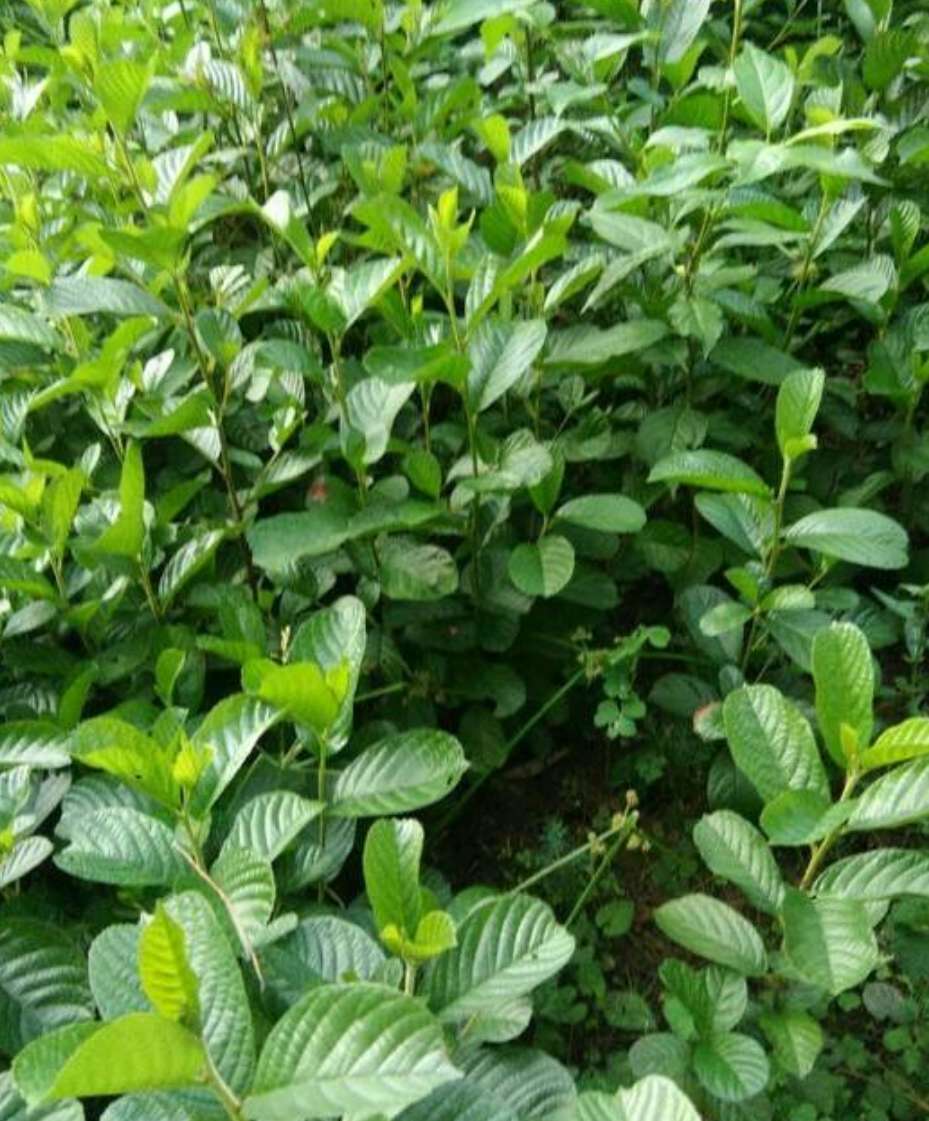 江南榿木圖片/江南榿木樣板圖 (3)