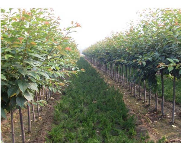 櫻花樹苗圖片/櫻花樹苗樣板圖 (2)