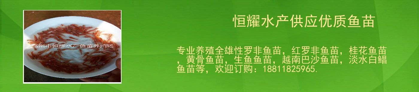 恒耀水产供应优质鱼苗