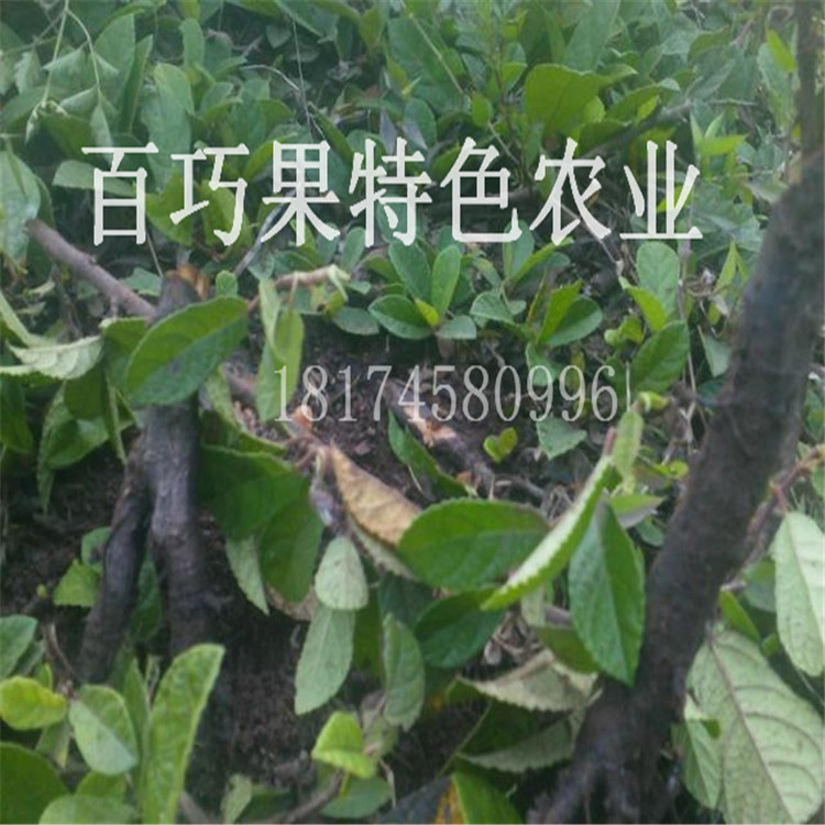 地枇杷圖片/地枇杷樣板圖 (2)