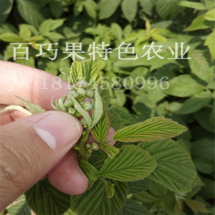 掌葉覆盆子圖片/掌葉覆盆子樣板圖 (1)