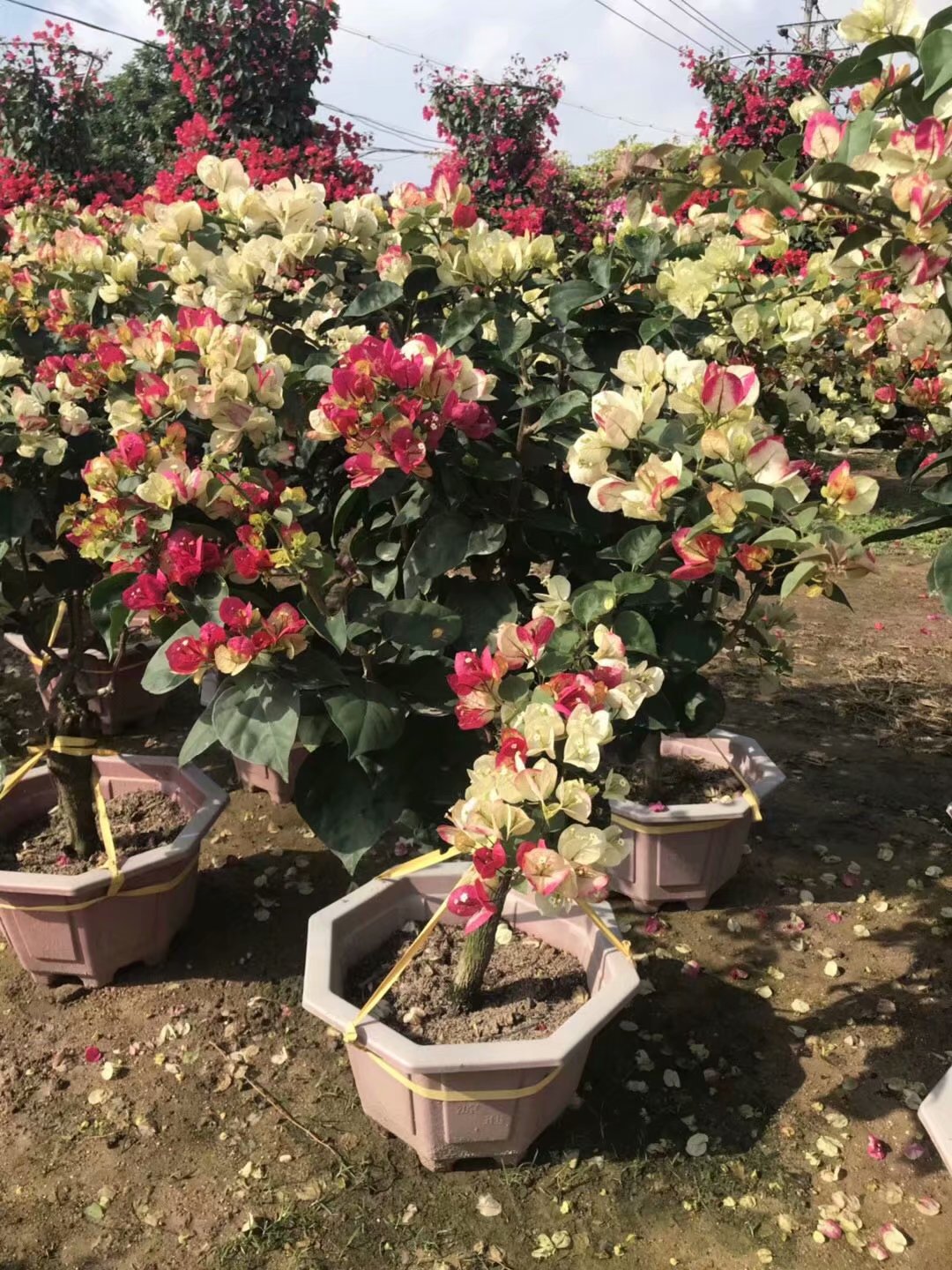 福建漳州三角梅盆苗-福建廈門三角梅小苗基地/廠家批發(fā)價格供應商報價