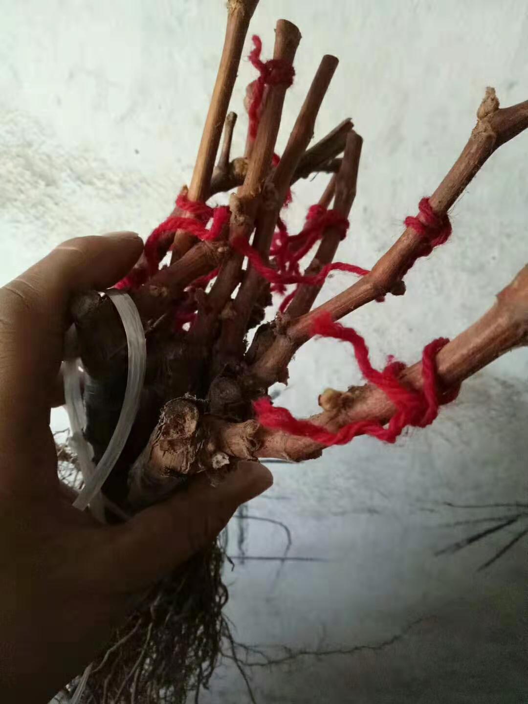 葡萄苗圖片/葡萄苗樣板圖 (2)