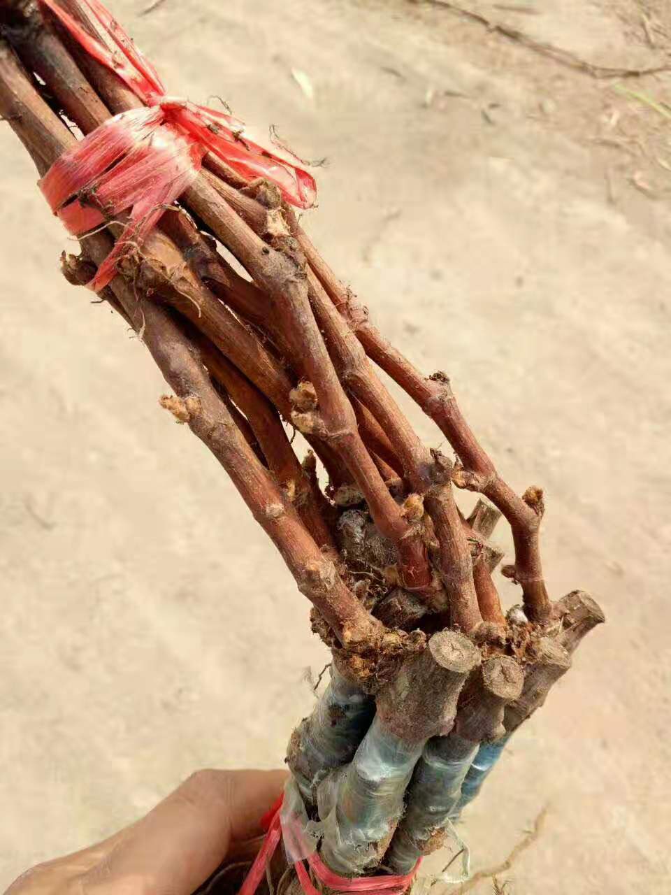 葡萄苗-吉林葡萄苗基地/價(jià)格行情批發(fā)供應(yīng)商