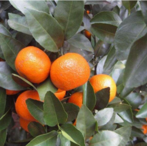 沙糖桔圖片/沙糖桔樣板圖 (2)