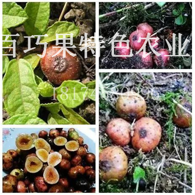 地枇杷圖片/地枇杷樣板圖 (3)