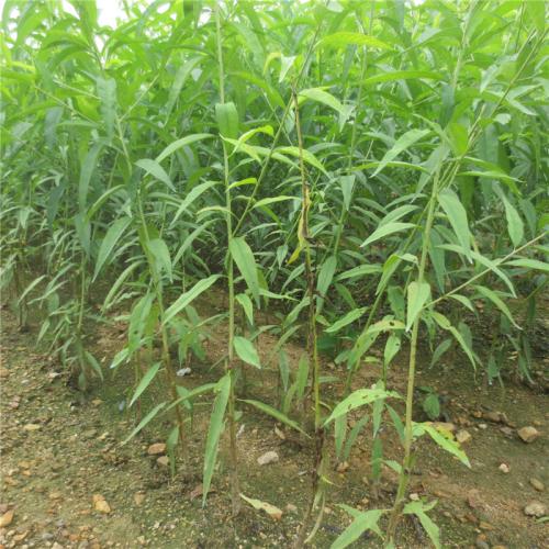 桃樹苗，桃樹苗價格，桃樹苗批發(fā)，桃樹苗供應商，專業(yè)種植桃樹苗