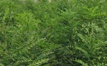 雙季槐苗圖片/雙季槐苗樣板圖 (3)