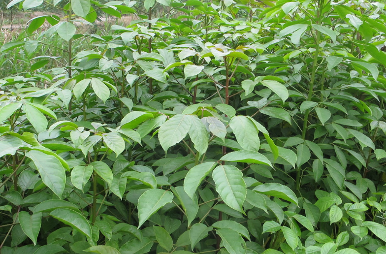 重陽木小苗圖片/重陽木小苗樣板圖 (2)