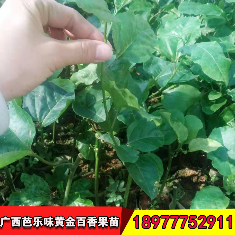 百香果苗圖片/百香果苗樣板圖 (1)
