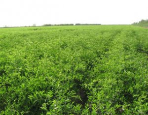 棗樹(shù)苗圖片/棗樹(shù)苗樣板圖 (1)