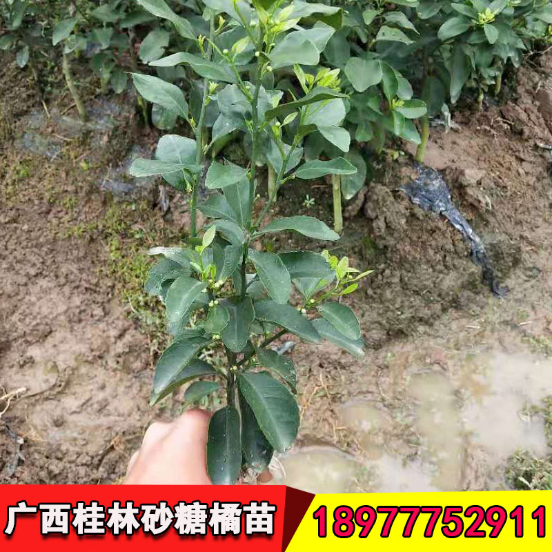 沙糖桔圖片/沙糖桔樣板圖 (3)