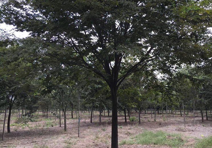 櫸樹圖片/櫸樹樣板圖 (3)