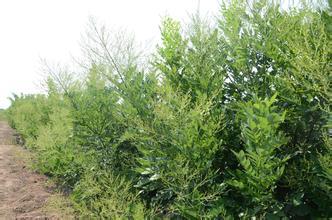 雙季槐苗圖片/雙季槐苗樣板圖 (4)