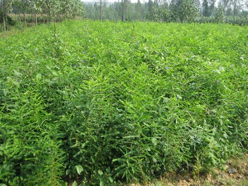 皂角圖片/皂角樣板圖 (2)