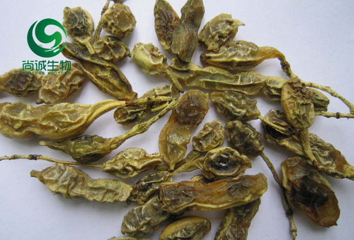 槐花提取物圖片/槐花提取物樣板圖 (1)