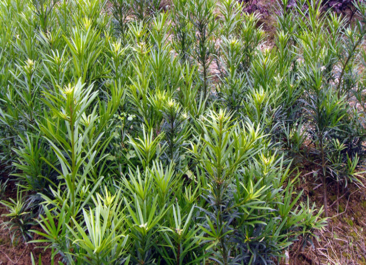 羅漢松圖片/羅漢松樣板圖 (4)